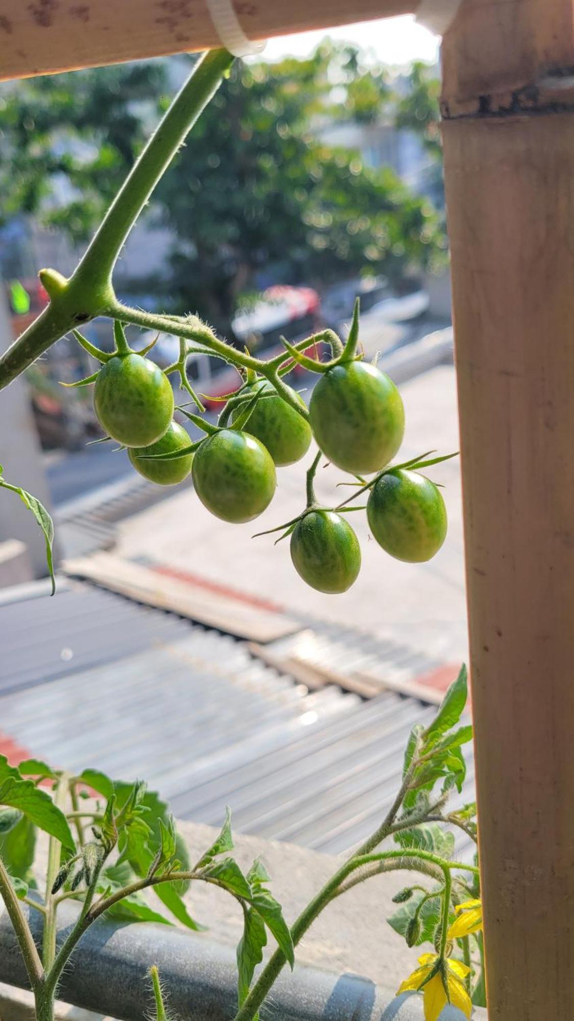 Tiny Garden House Cat Ba Hotel Chan Chau Bagian luar foto
