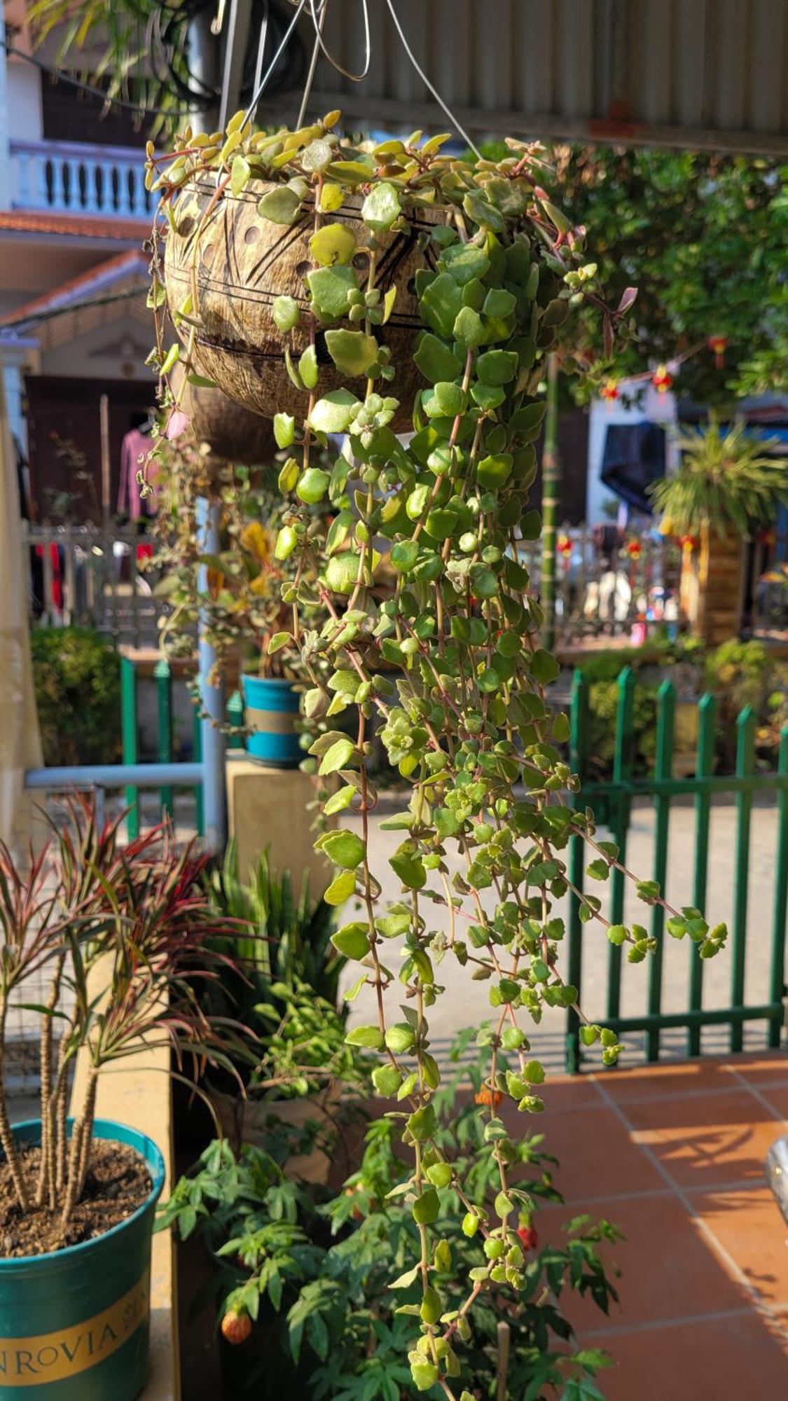 Tiny Garden House Cat Ba Hotel Chan Chau Bagian luar foto